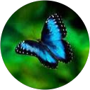 Emília Balogh profile picture